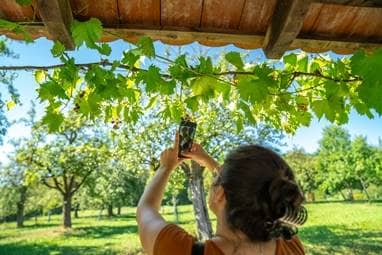 Eine Frau fotografiert die Blätter und Trauben von Wildem Wein.