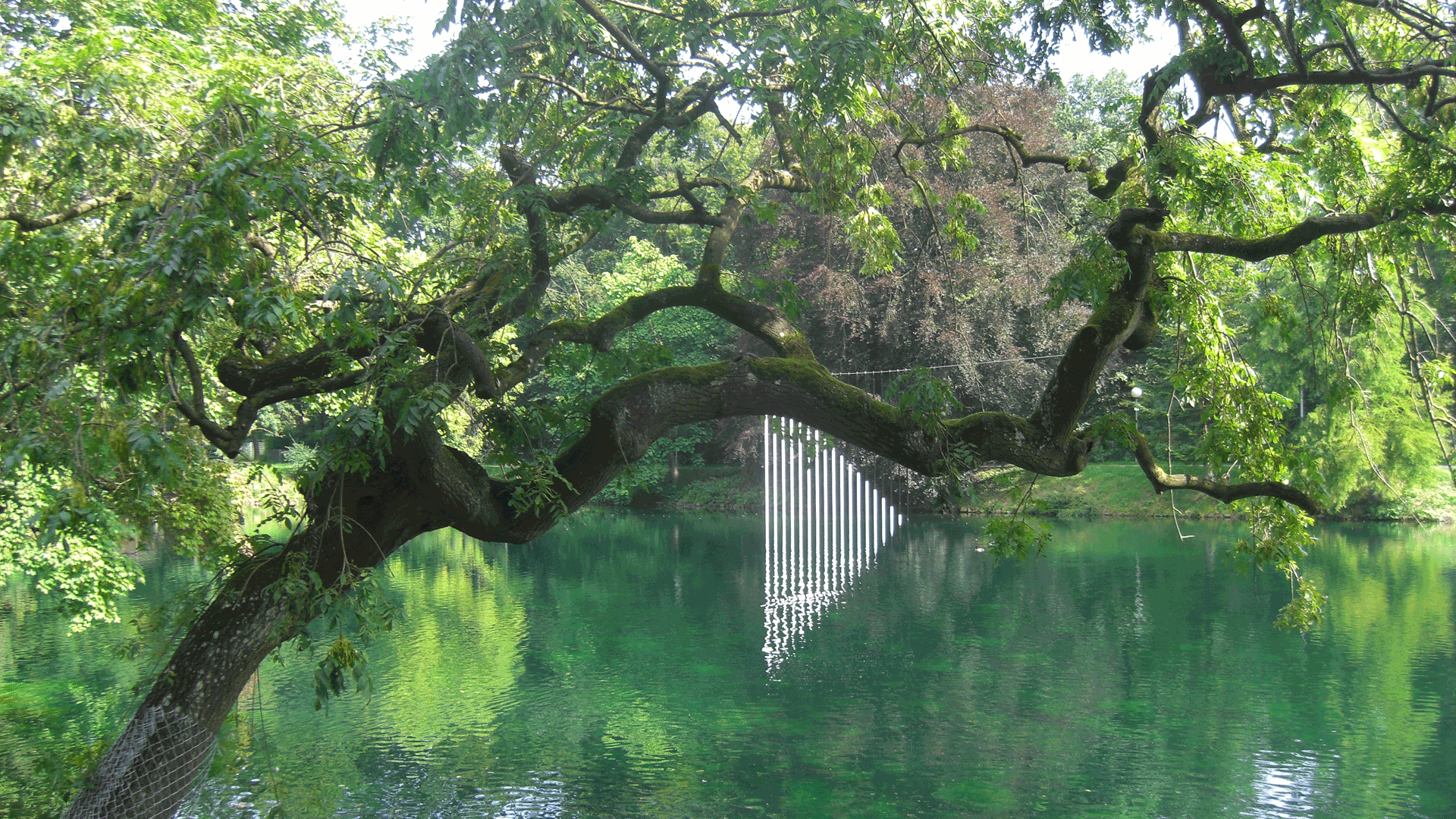 Ein alter über das Wasser des Ausees hängender Baum